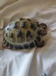 Rehomed...Horsfield :- Young male approx 3 1/2 years old (Tortu)